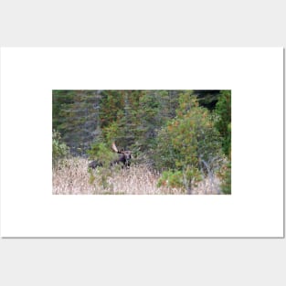 Hidden Moose, Algonquin Park, Canada Posters and Art